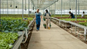 Workers tending to various plants in a spacious, modern greenhouse facility.