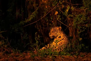 A jaguar sits amidst foliage under a warm light at night.