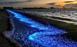 Nighttime beach scene with bright blue bioluminescence lighting up the shoreline and gentle waves.