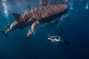 A diver swimming close to a large whale shark in clear blue waters.